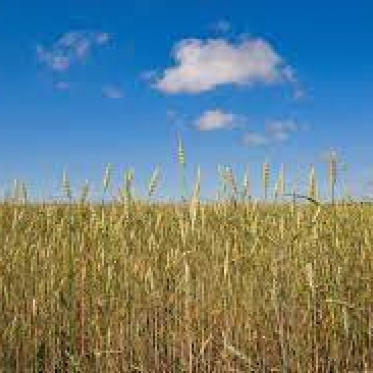 foto Europese graanschuur valt weg, DDB roept overheden op om te stoppen met het uit productie nemen van landbouwareaal